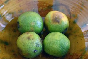 Balsam für die Seele