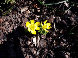 Blumen im März