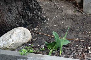 Frühlings-Tagundnachtgleiche feiern