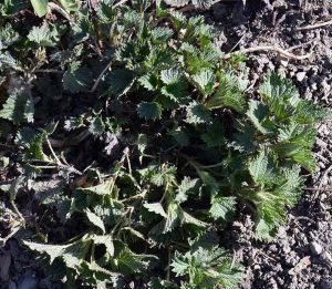 Frühlings-Tagundnachtgleiche feiern