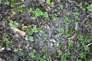 Frühlings-Tagundnachtgleiche feiern