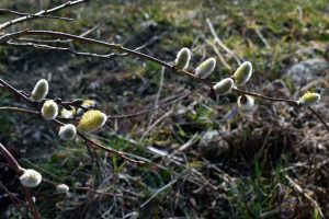 Frühlings-Tagundnachtgleiche feiern