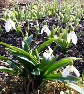 Blumen im März