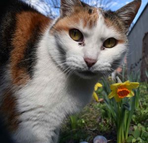 Energie tanken wie diese Katze