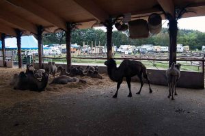 Kindergeburtstag Kamel reiten in Bayern