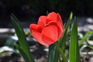 Tulpe