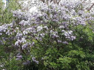 Beltane der keltische Sommerbeginn