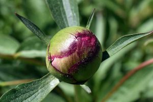 Gartenarbeit im Mai
