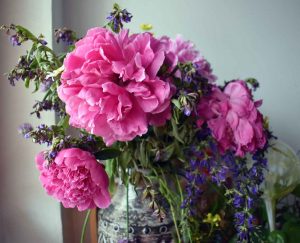 Pfingstrosen als Blumenstrauß