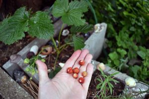 Walderdbeeren im Garten