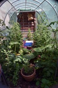 Gewächshaus
