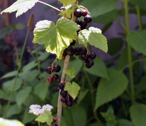 Obsternte im Juni im Garten