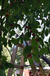 Obsternte im Juni im Garten