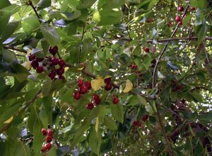 Obsternte im Juni im Garten