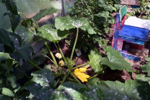 Zucchini
