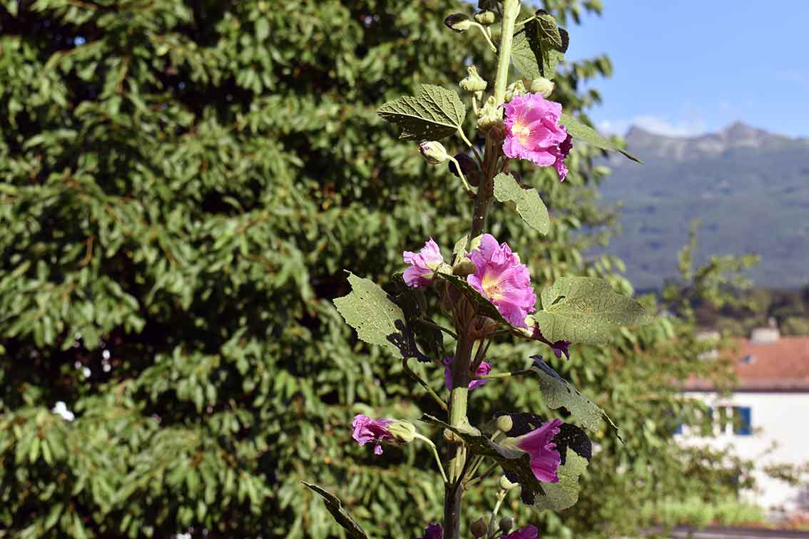 Stockrose