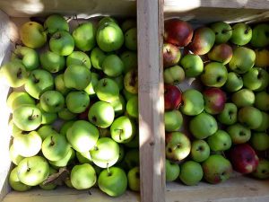 Äpfel ernten im August