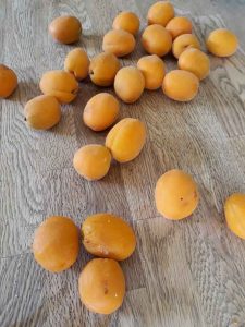 Marillen ernten im August