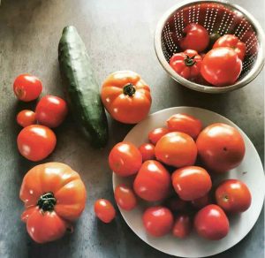 Tomaten ernten im August