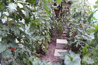 Tomaten ernten im August