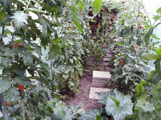 Tomaten ernten im August