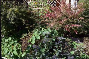 Kräuter ernten im Spätsommer