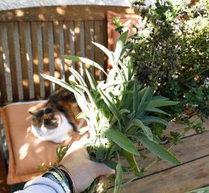 Kräuter ernten im Spätsommer