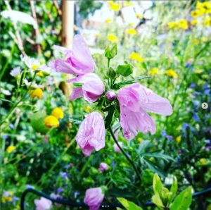 Kräuter ernten im Spätsommer