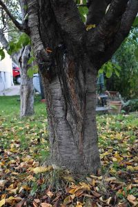 Herbst & Garten mit Kinderaugen