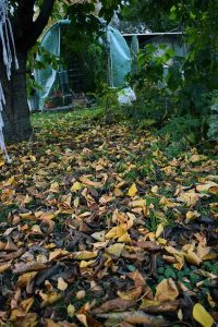 Herbst & Garten mit Kinderaugen
