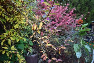 Herbst & Garten mit Kinderaugen