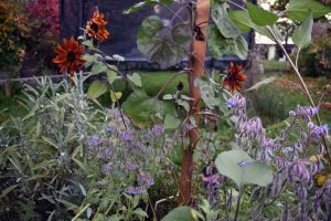 Herbst & Garten mit Kinderaugen