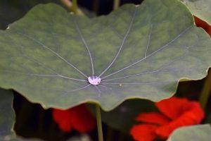 Herbst & Garten mit Kinderaugen