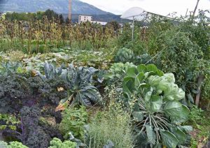 Innsbrucker Weltacker