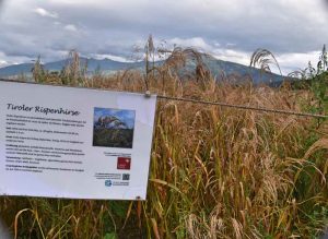 Innsbrucker Weltacker