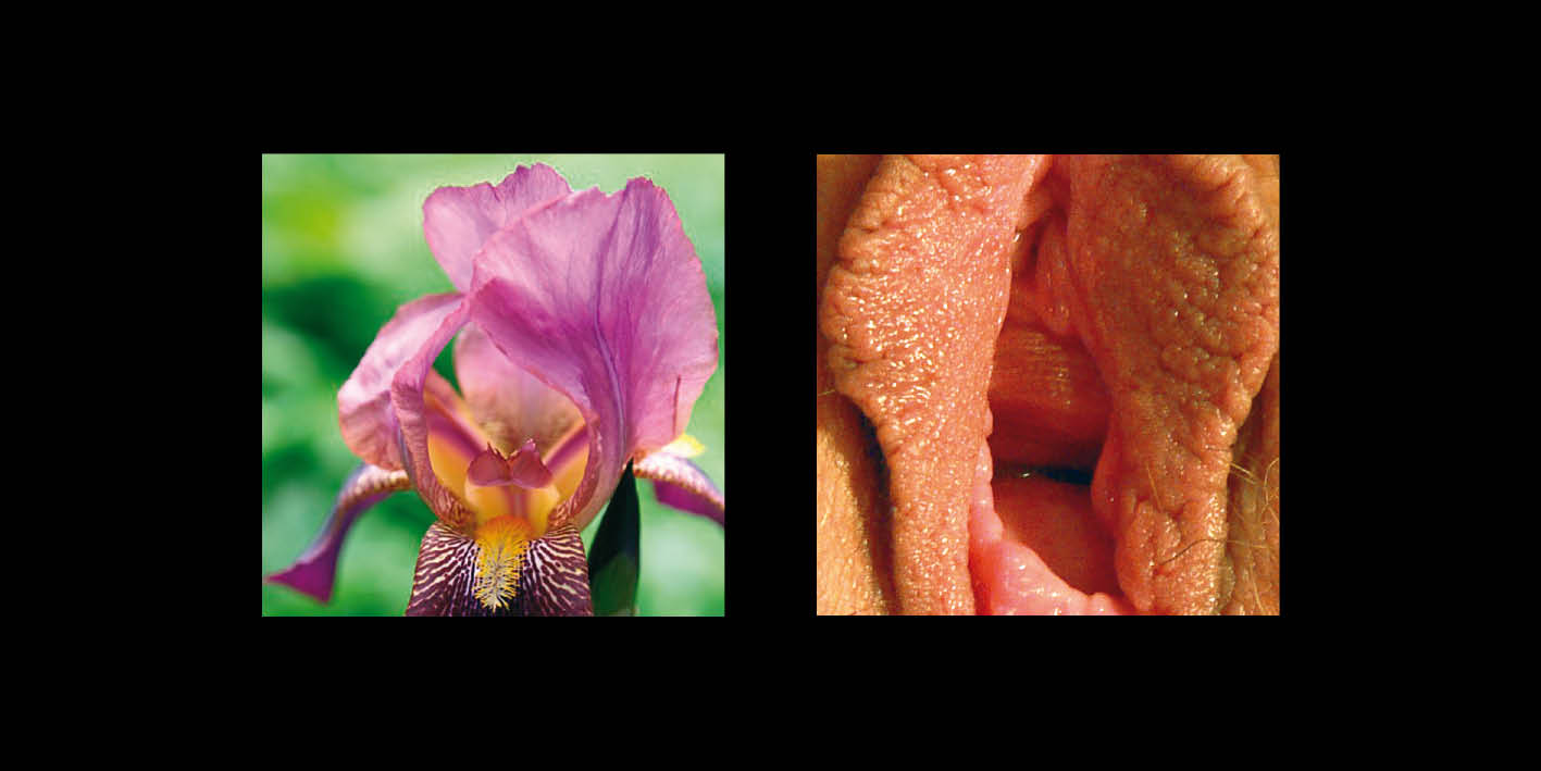 Vielfalt der Vulva: Das Tor ins Leben
