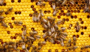 Propolis Wirkung Heilkraft aus dem Bienenvolk: Bienenwabe