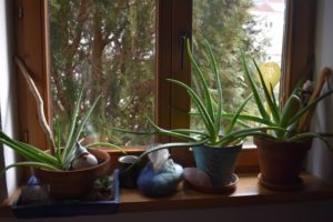 Frühlingsputz und Aloe Vera