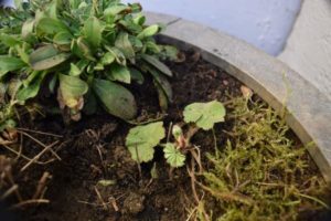 Frühling ins Haus holen mit Gartenpflanzen und Moosnestern