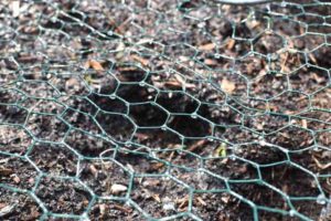 bei uns im Garten im April