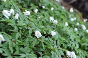 Wanderung zum Lanser Moor