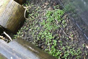 bei uns im Garten im April