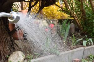 bei uns im Garten im April