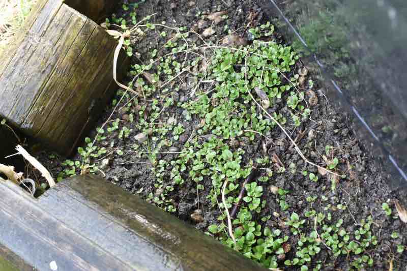 bei uns im Garten im April