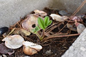 Erdbeere bei uns im Garten im April