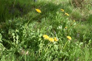 Löwenzahn bei uns im Garten im April