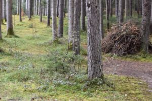 Wanderung zum Lanser Moor