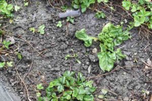 Spinat bei uns im Garten im April