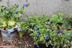 bei uns im Garten im April