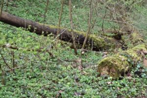 Wanderung zum Lanser Moor